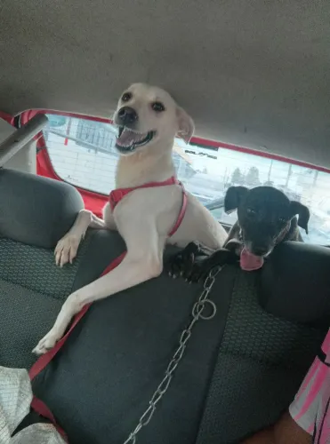 Doação de cachorro 