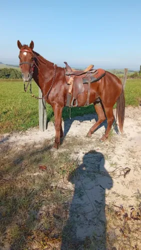 Cavalo Macho