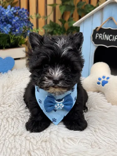 Um lindo yorkshire black macho micro! Entregamos 