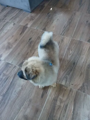 Vendo  cachorro chow chow  ja vacinado   nasceu  18 07 2006
