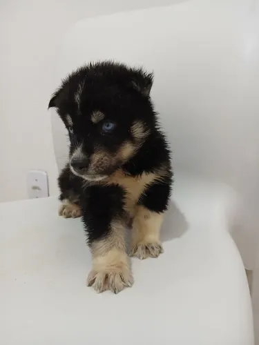Filhote husky siberiano