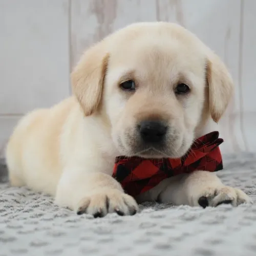 Labrador Amarelo- Com pelagem brilhante
