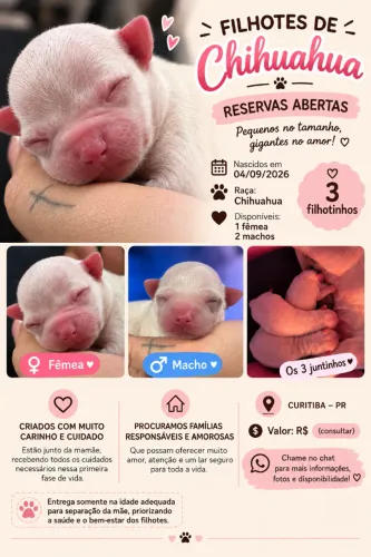 Filhotes de chihuahua