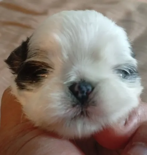Animais de estimação