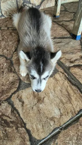 Cachorro