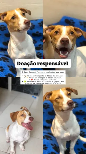 Adoção responsável 