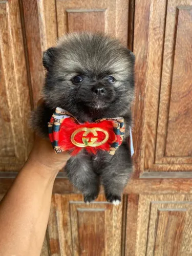 Lulu da Pomerânia 
