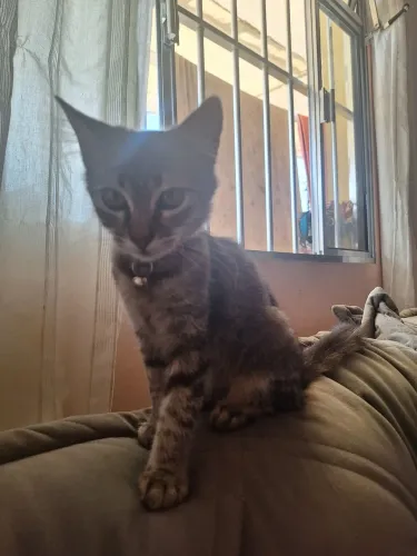 Doação de Gatos fêmeas