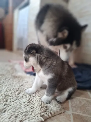 Filhotes Husky Siberiano com olhos lindos.?