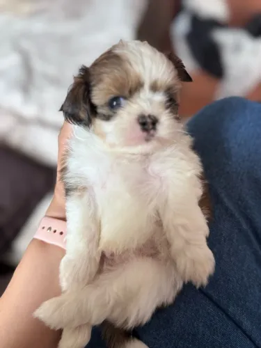 Shih tzu tricolor