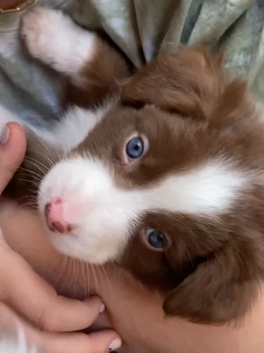 Border collie inteligente