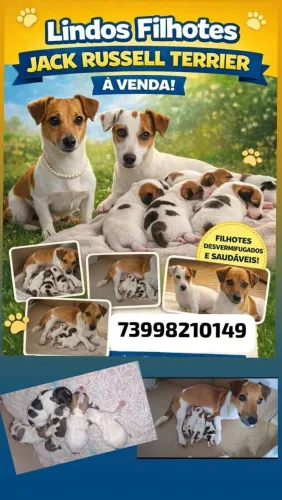 Lindos filhotes de jack Russell terrier