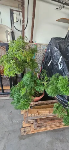 Plantas bem cuidadas