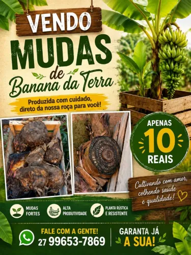 Banana da terra