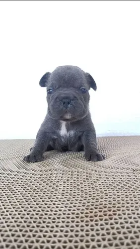 Bulldog francês BLUE (big rope)