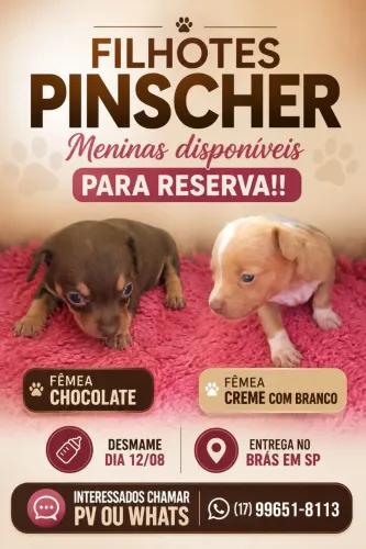 Pisncher fêmeas para reserva, pais micros