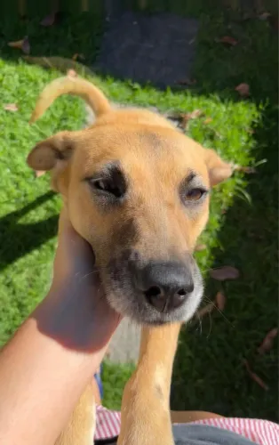Cachorra SRD