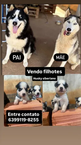 Filhotes de Husky Siberiano