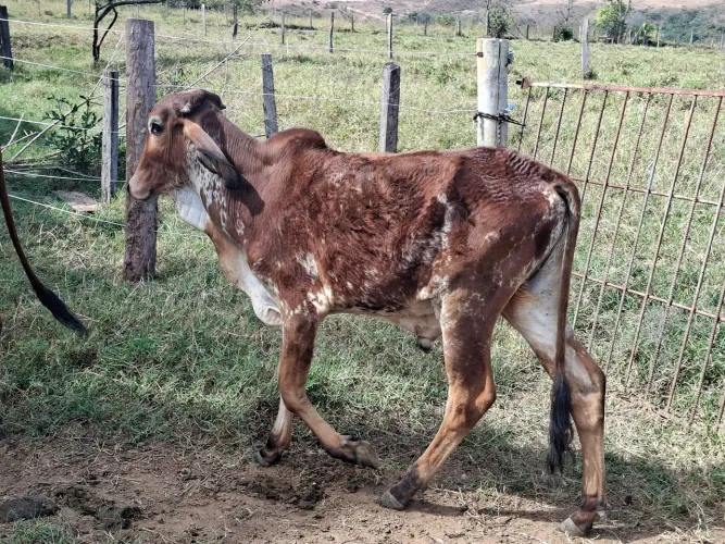 Garrote a venda