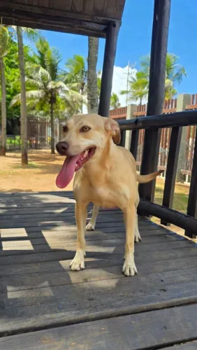 Belinha para adoção. Resgatamos em Angra pele e osso