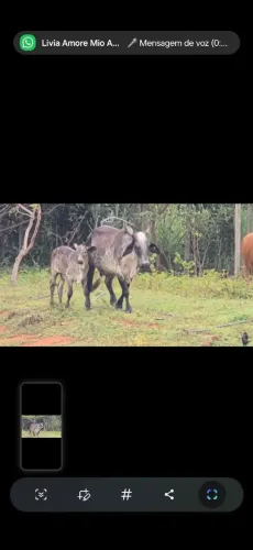 Vaca leiteira gir