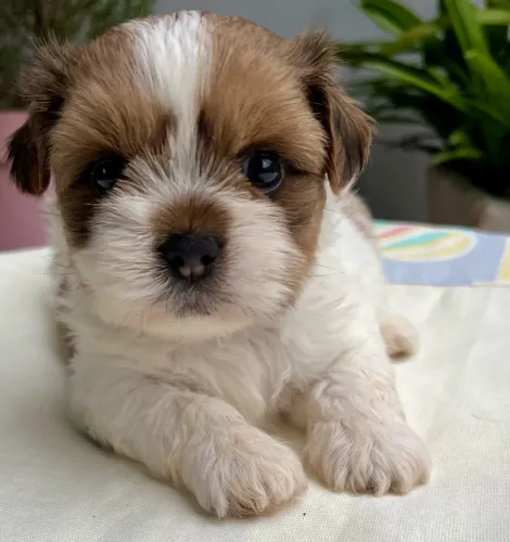 Shih Tzu