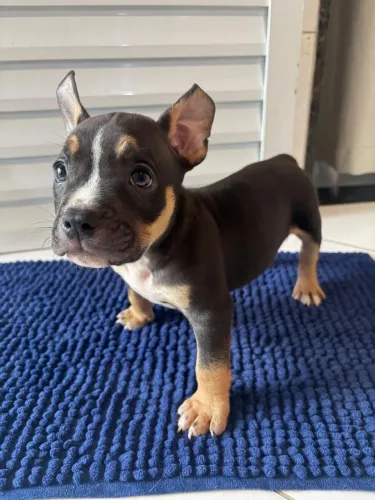 Filhotes de american bully 