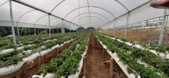 CHÁCARA VERDE VIDA CAMPESTRE DA FAXINA