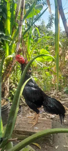 Galo índio  160$