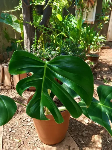 Planta costela de Adão