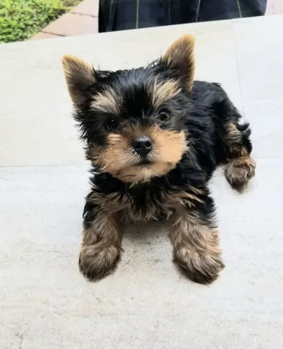 Yorkshire mini 55 dias