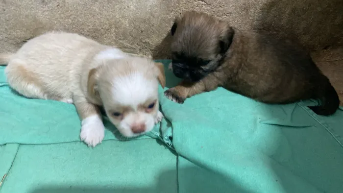Cachorros 