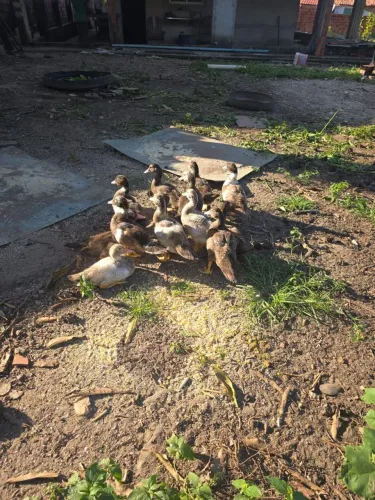 Vendas de Filhotes de Patos 