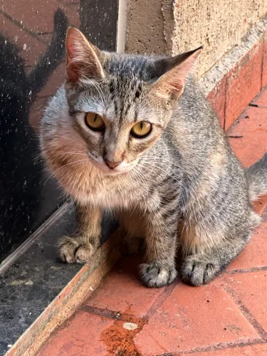 Doação de fêmea 5 meses 