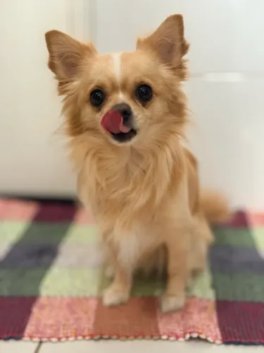 Cachorro