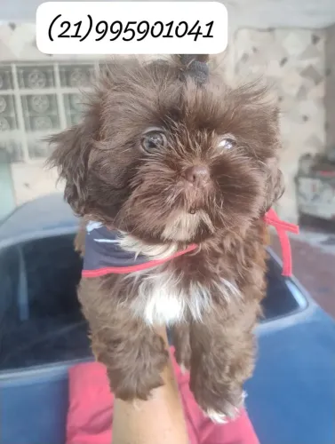 Shih Tzu macho lindíssimo