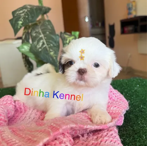 Filhotes de shih tzu