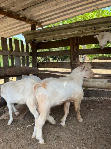 Cabras e bode da raça Sanner