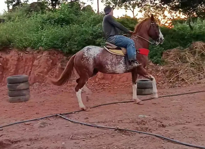 égua de direita disponível pra venda 