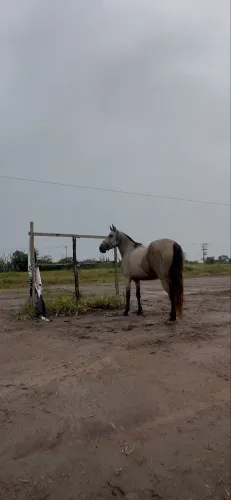Égua mangalarga natural de picado à venda