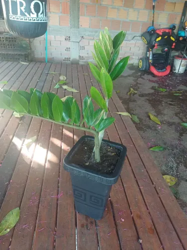 Vaso plantas Zamioculca 
