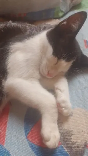 Gatinho macho