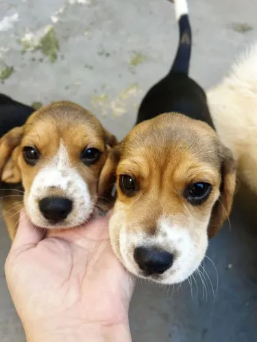 Filhote Beagle, Um novo amigo para chamar de seu!