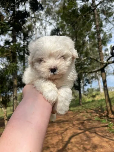 Maltês macho mini $1.600,00 em 10 x sem juros