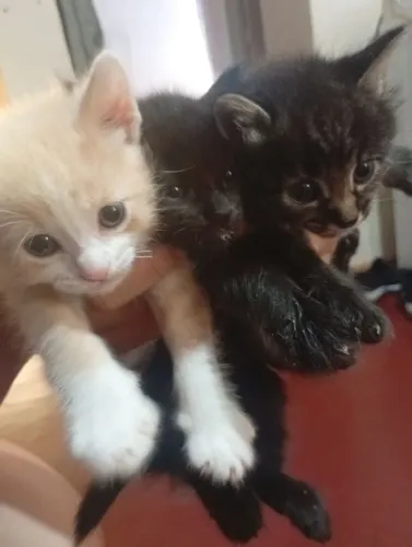 Doação Gatos