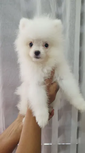 Lindo Spitz alemão anão macho branco neve 