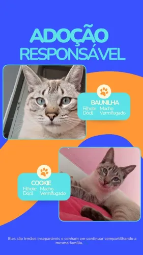 Doação de Gato