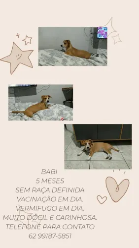 Doação de cachorro