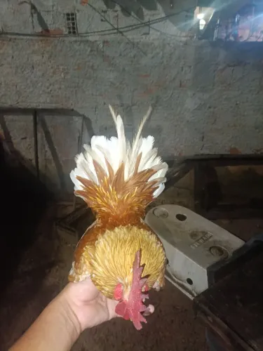 Galinho Mini