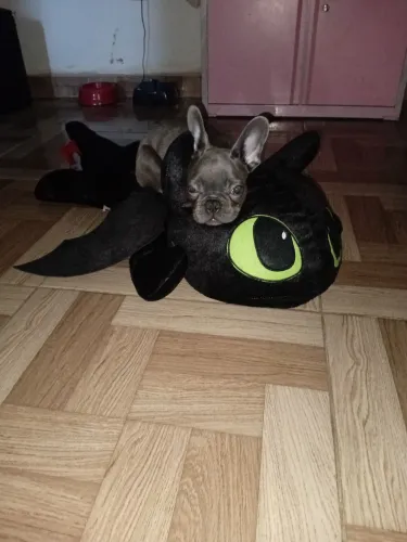 Doação de cachorrinho buldogue talvez seja mestiço